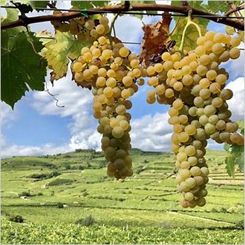 Garganega Ora Grape